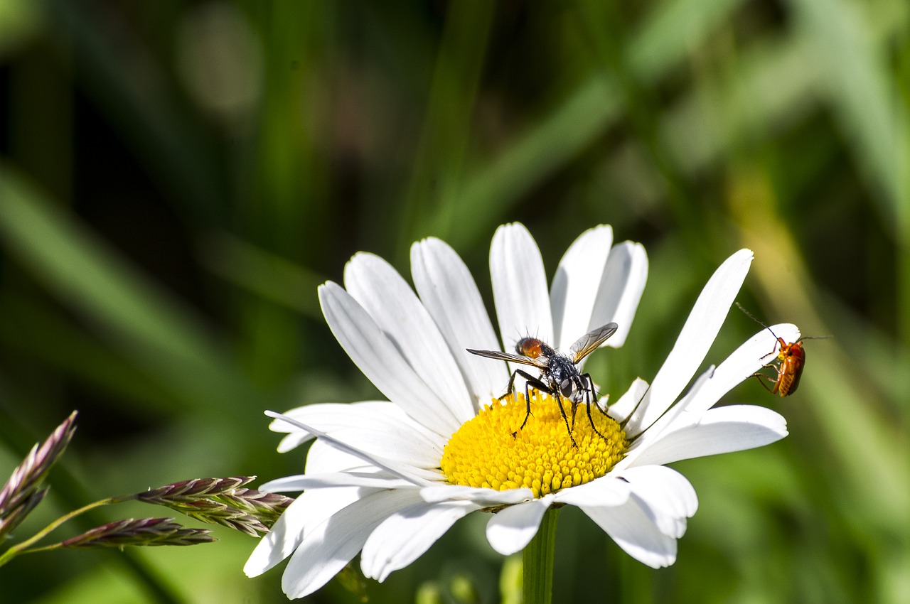 flower  insect  closeup free photo