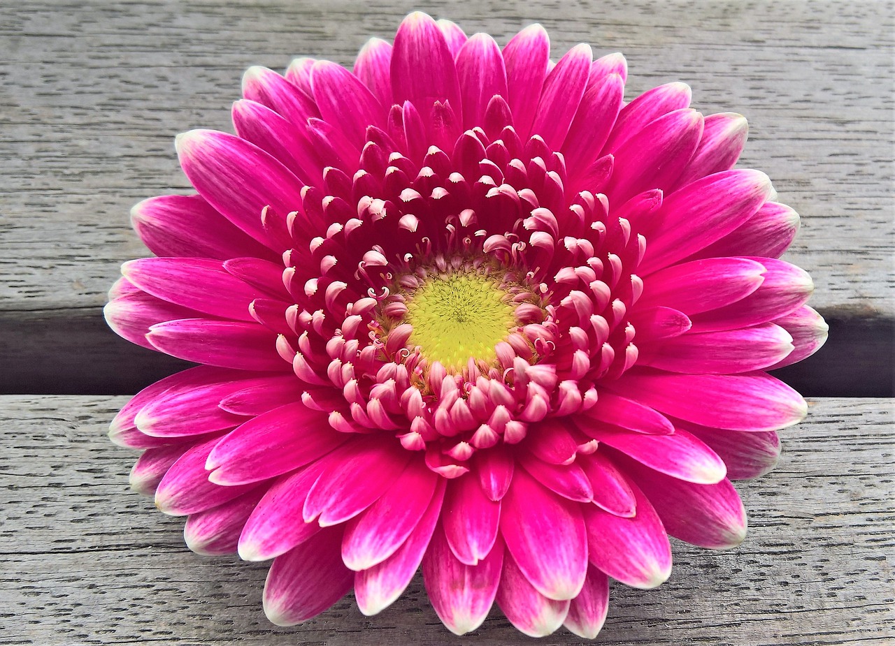 flower  chrysanthemum  single bloom free photo