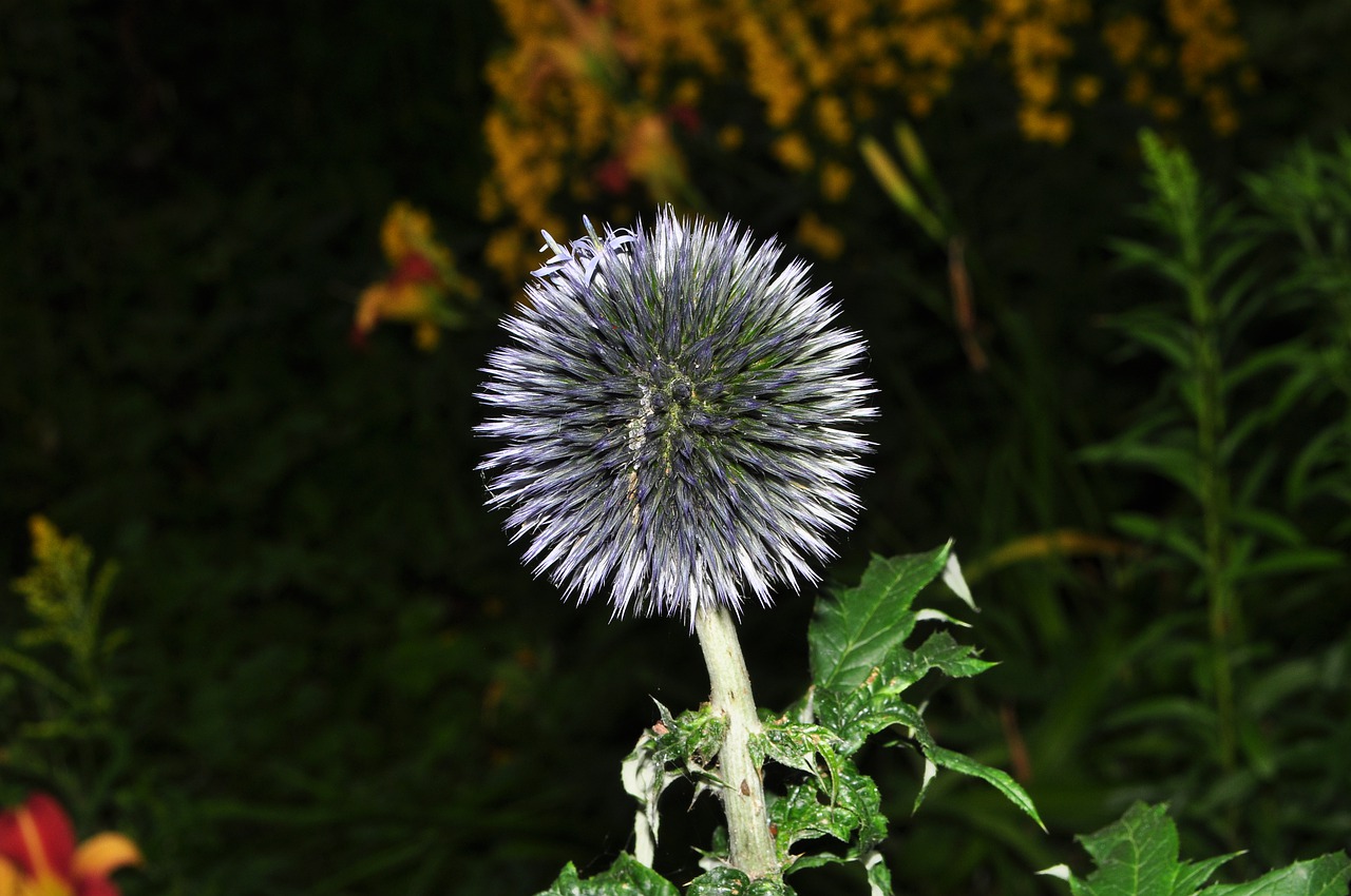 flower  peak  blue free photo