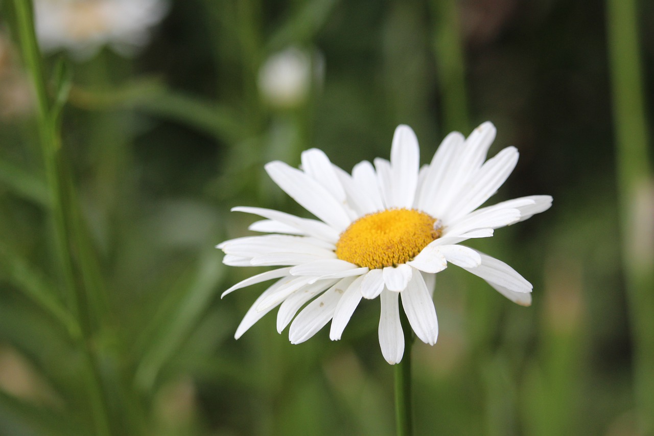 flower  daisy  white free photo