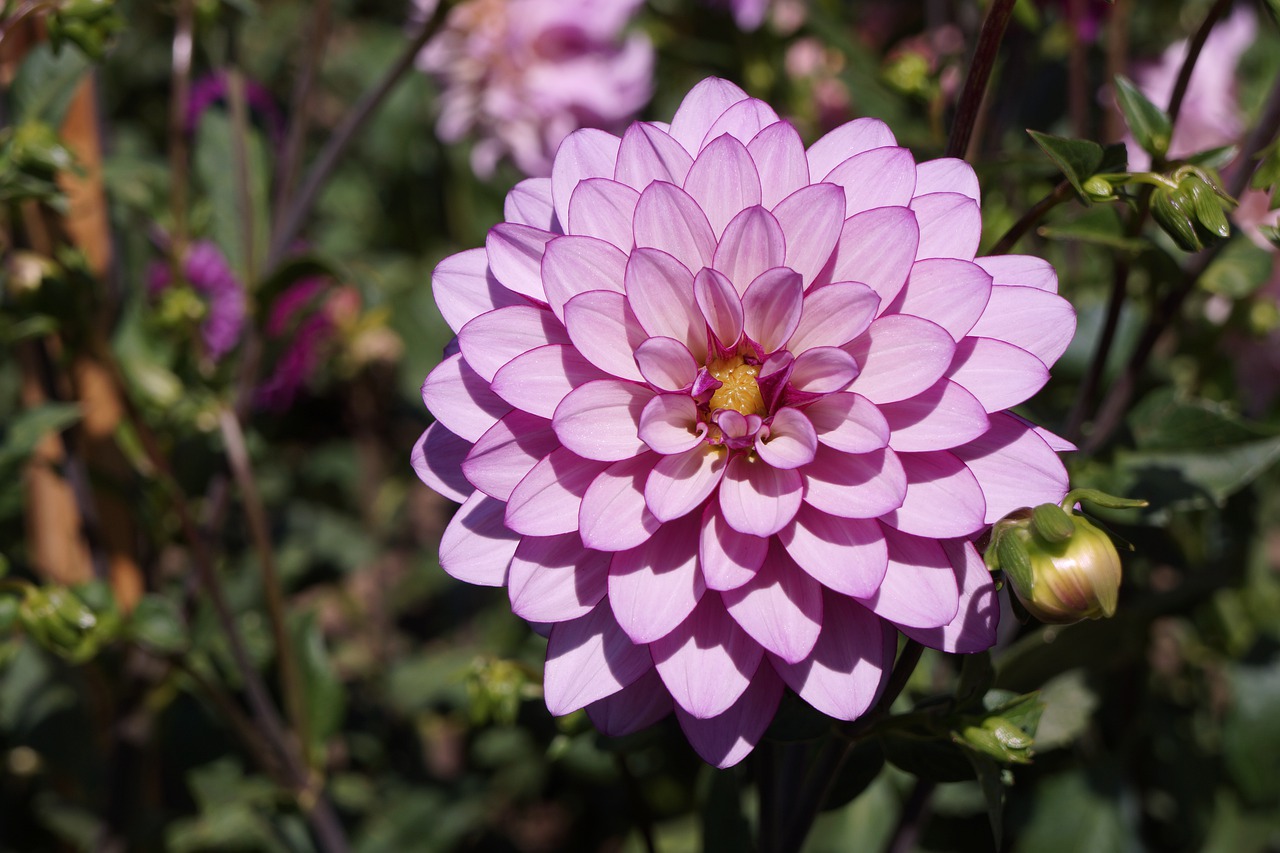 flower  petals  nature free photo