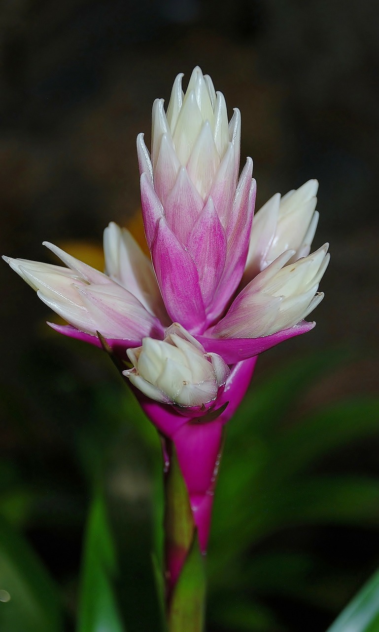 flower purple summer free photo