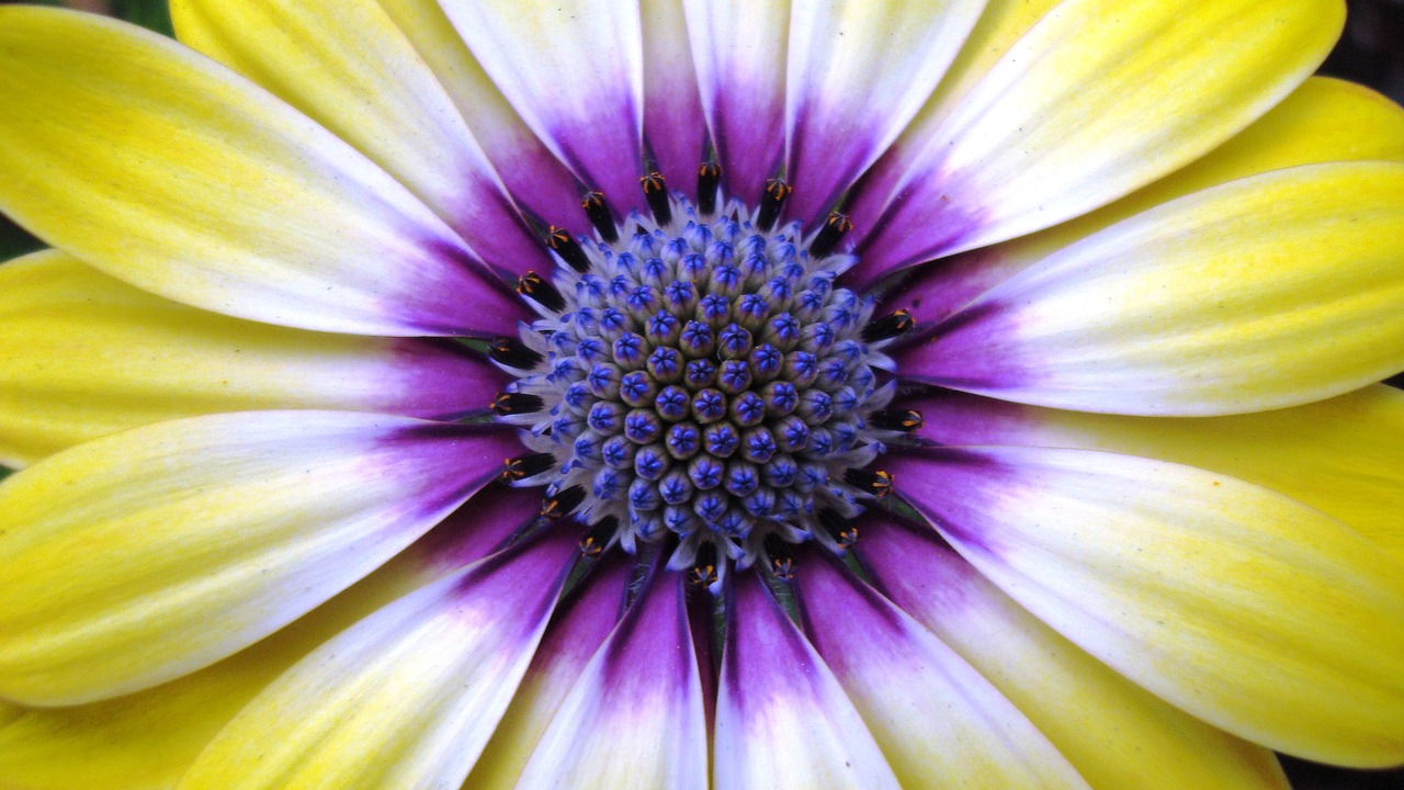 flower  yellow  purple free photo