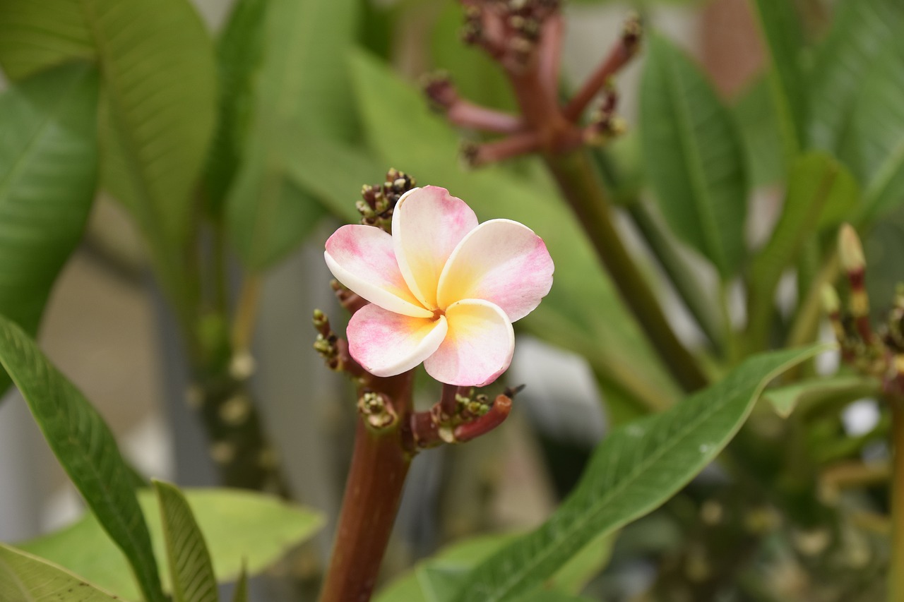 flower  pomelia divine  green leaf free photo