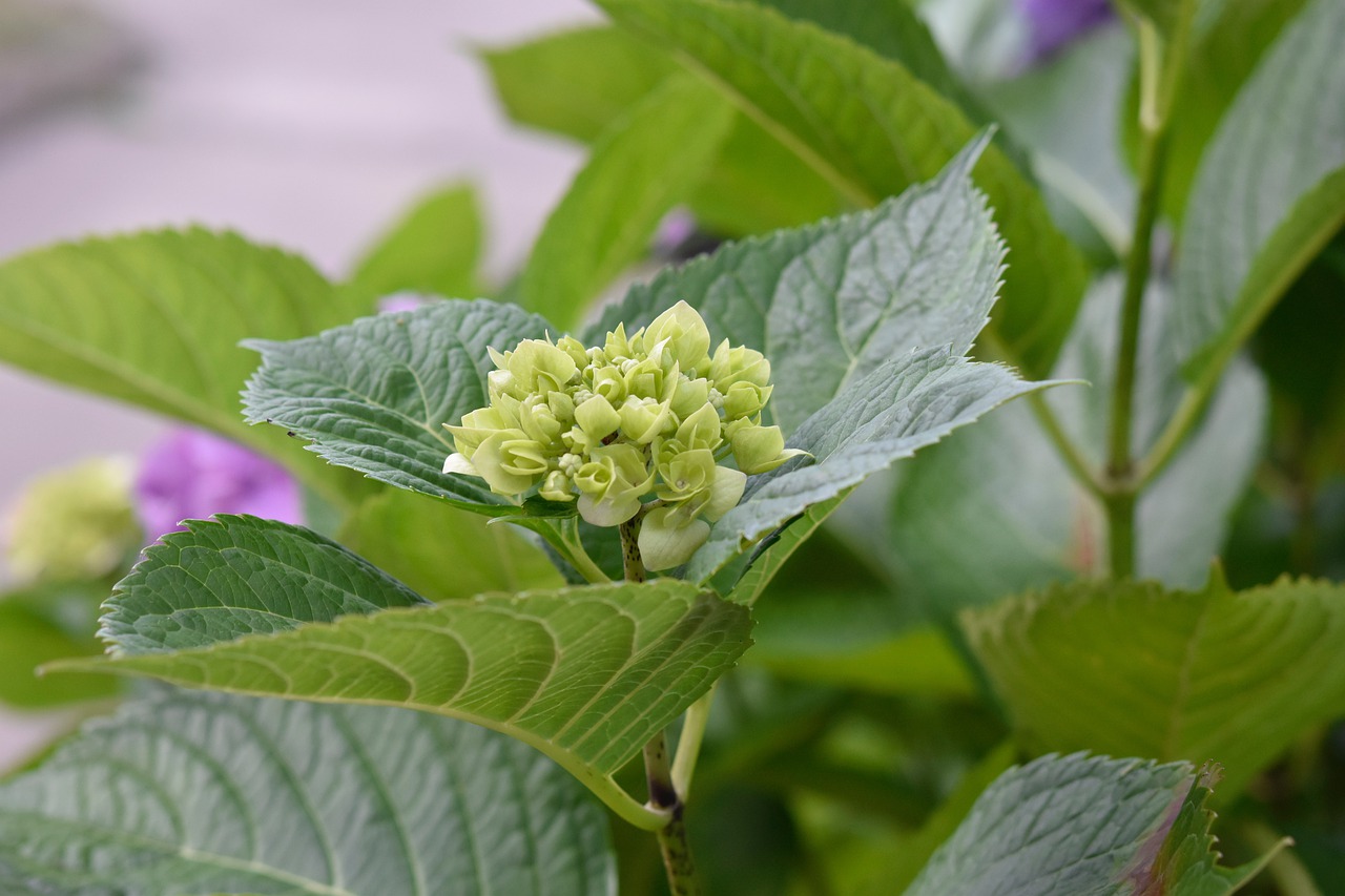 flower  flower in a flowering courtyard  hydrangea free photo