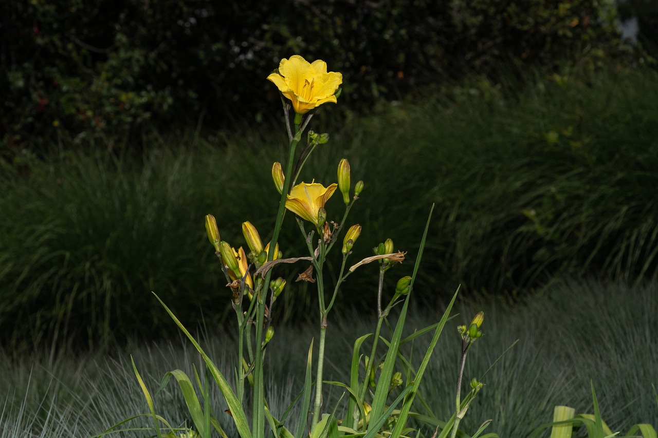 flower  golden  plant free photo