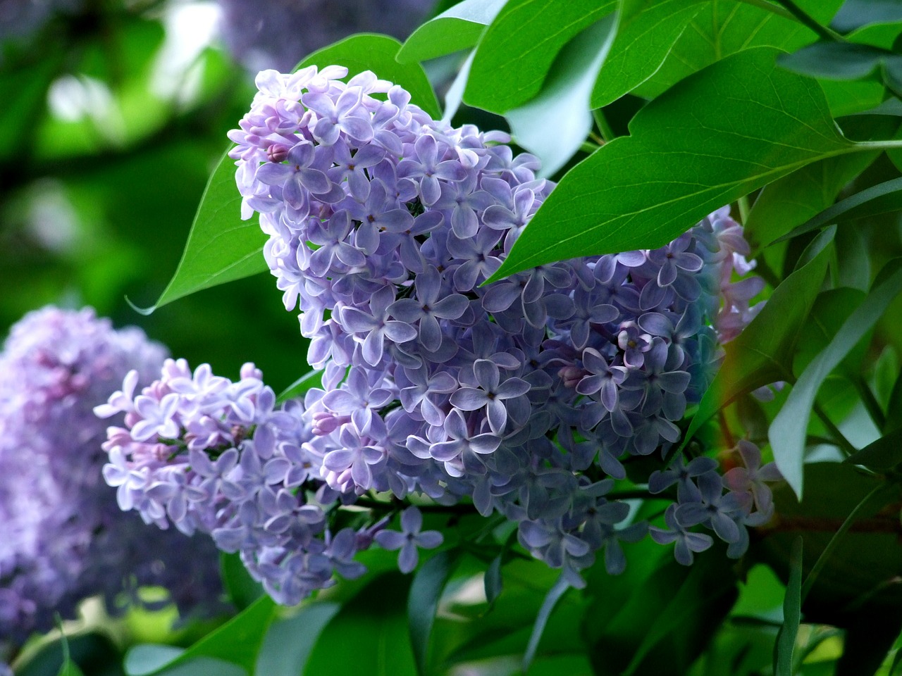 flower nature purple free photo