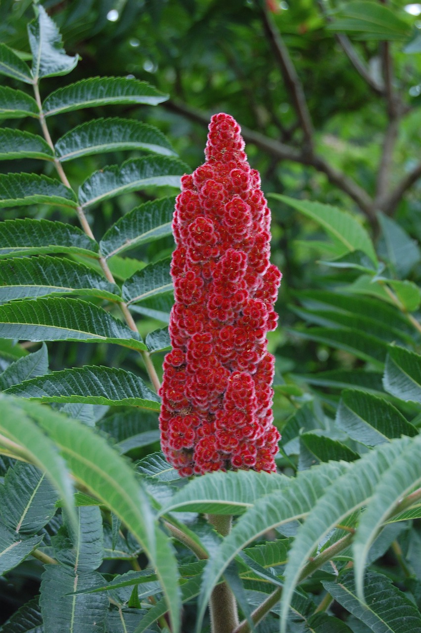 flower  red  fluffy free photo