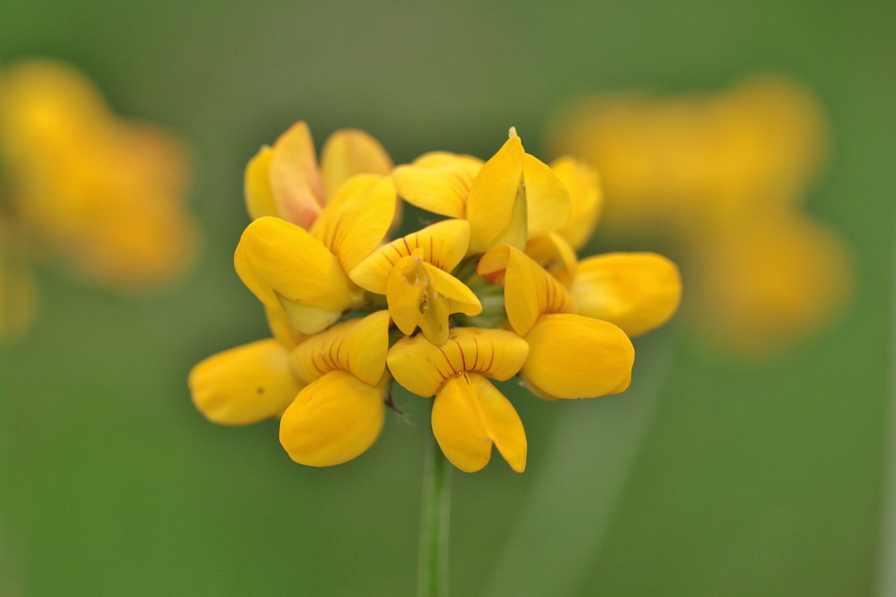 flower blossom bloom free photo