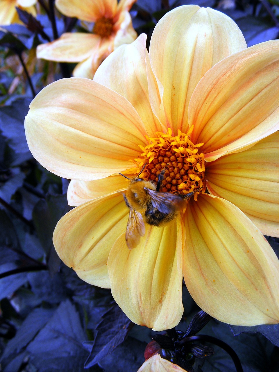 flower yellow bee free photo