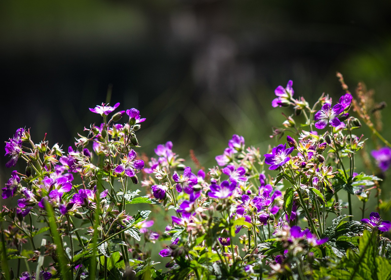 flower  purple flower  meadow free photo