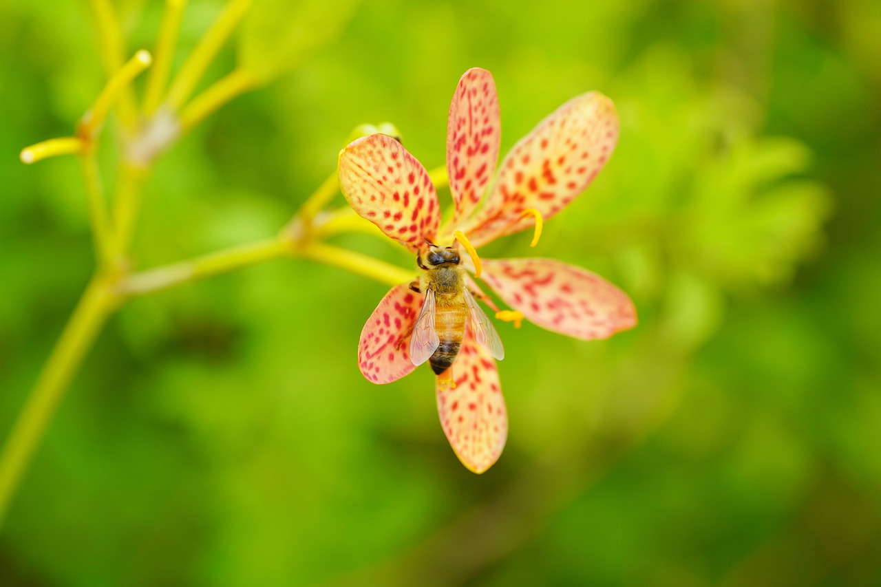 flower  bee  nature free photo