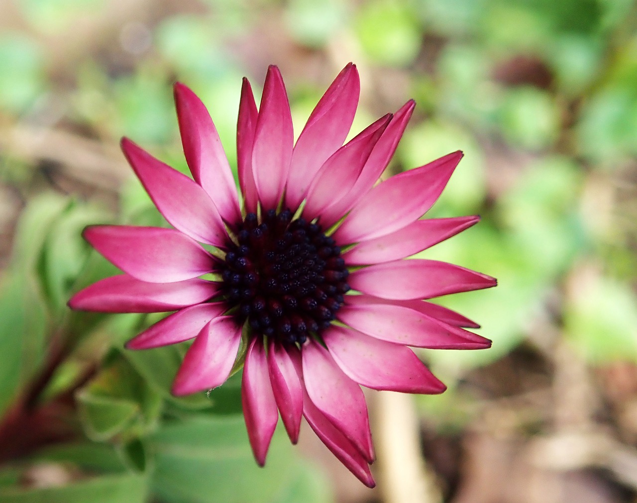 flower  pink  daisy free photo