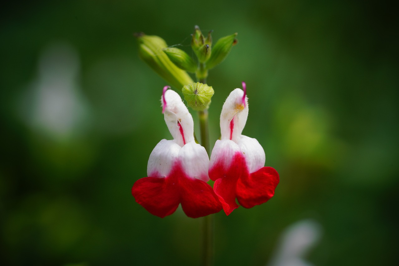 flower  nature  beautiful free photo