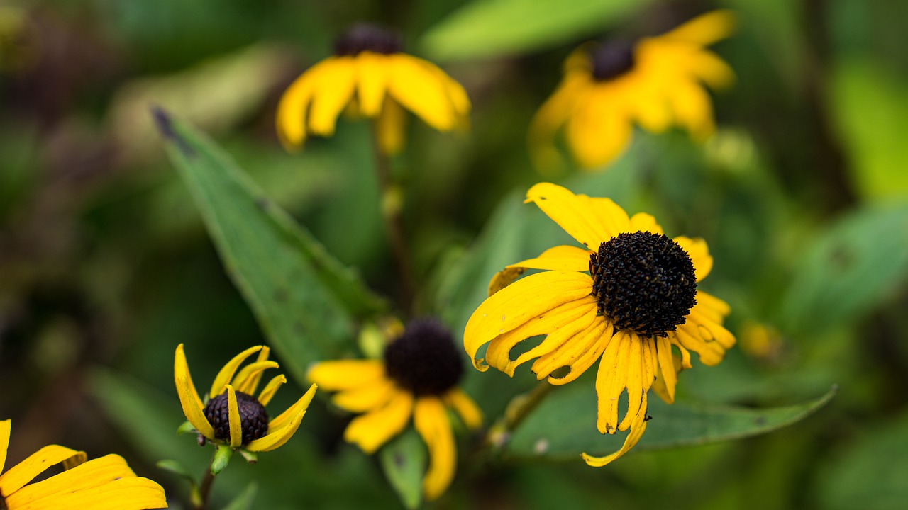 flower  yellow  petals free photo