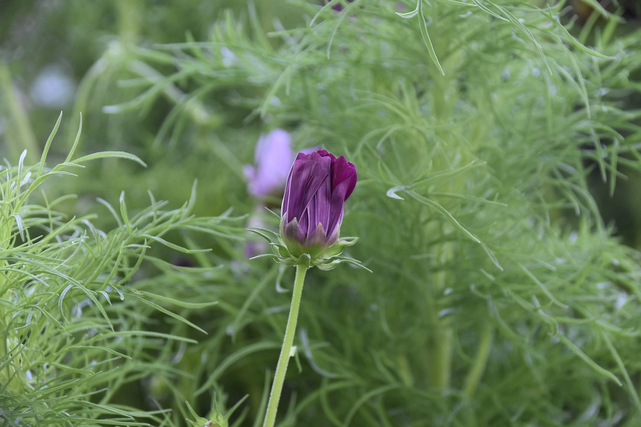 flower  flowers cosmos  flower color purple free photo