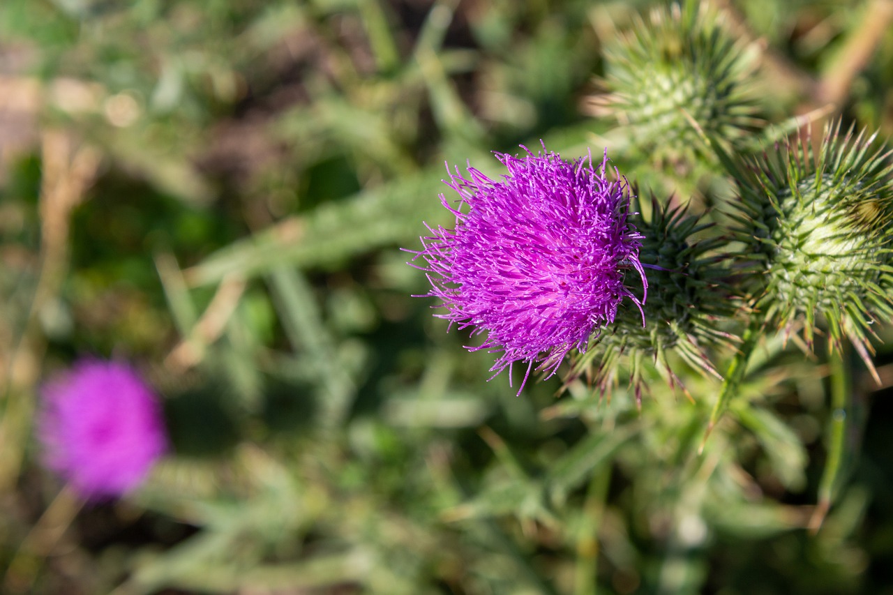 flower  pink  blossom free photo