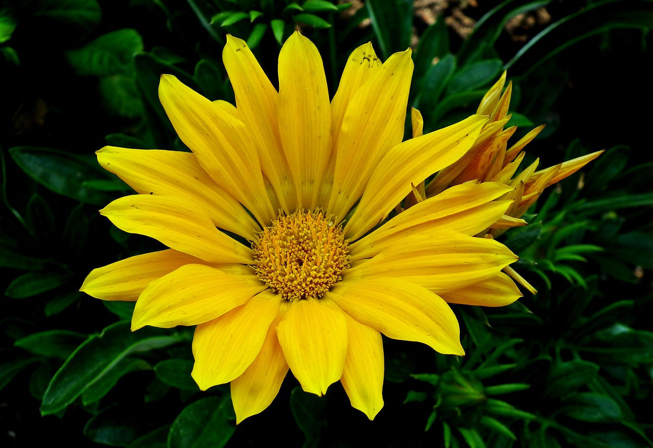 flower  yellow  summer free photo