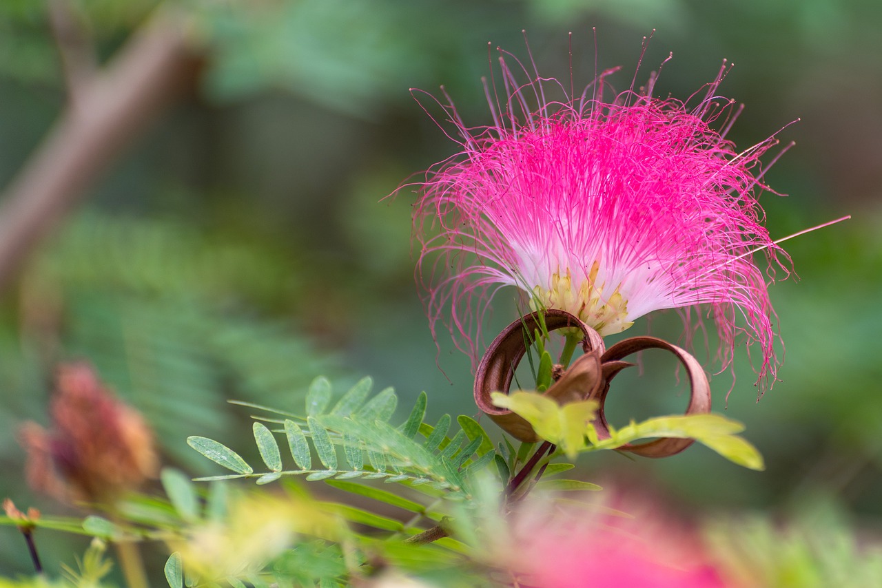 flower  pink  nature free photo