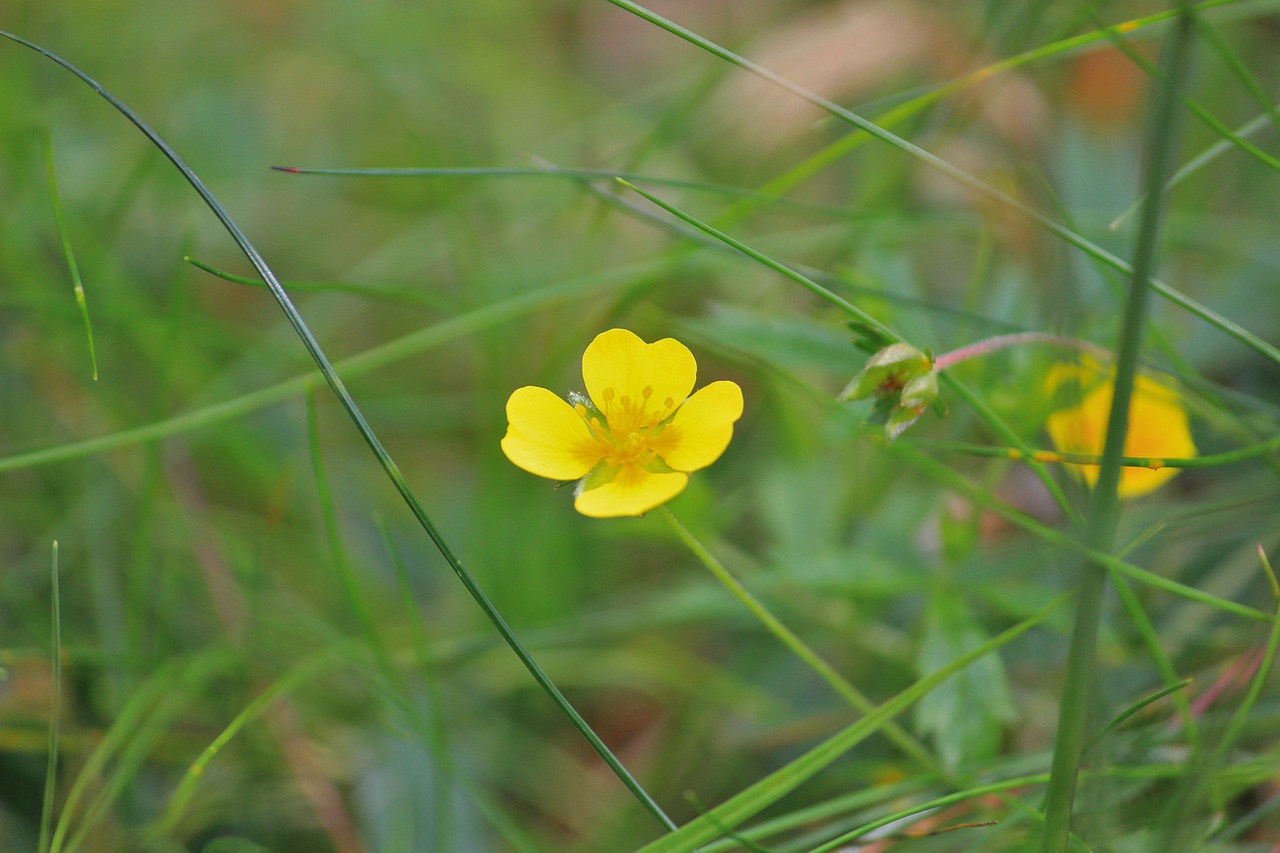 flower  plant  yellow free photo