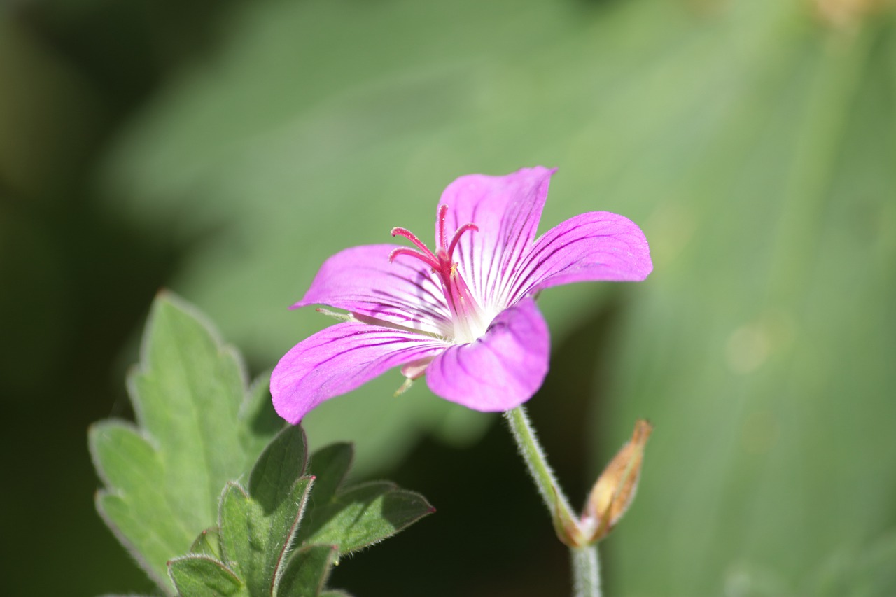 flower  pink flower  pink free photo