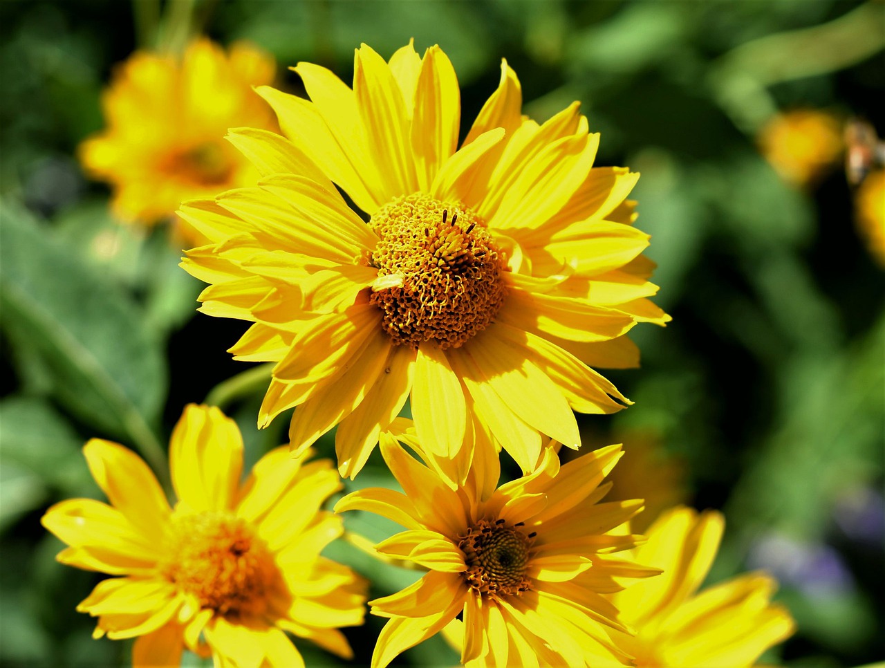 flower  sunflower  shrub free photo