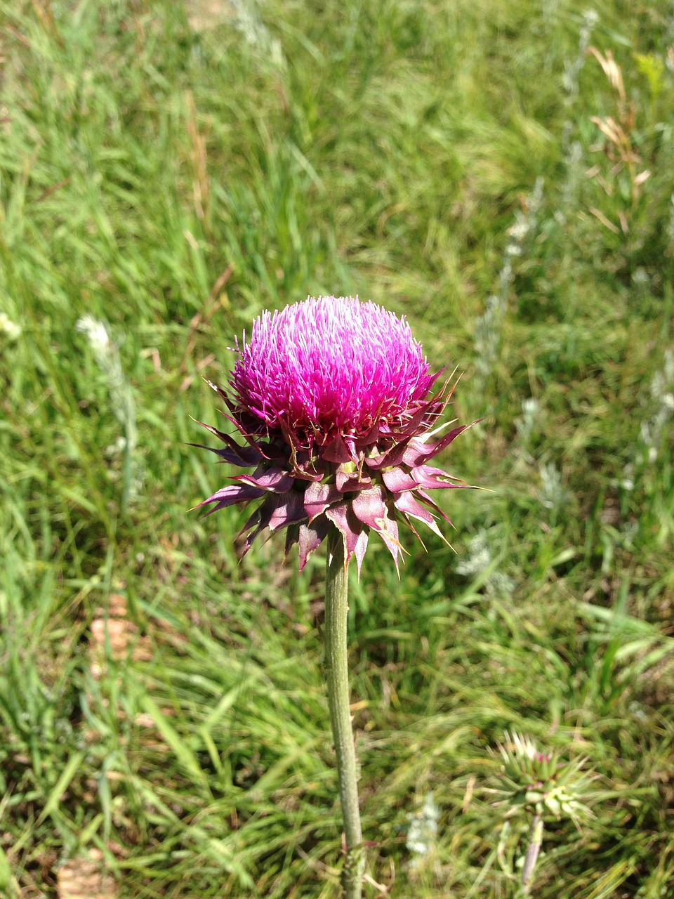 flower  thistle  bloom free photo