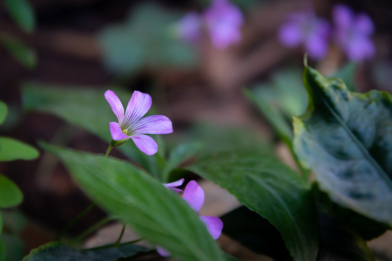 flower  pink  nature free photo