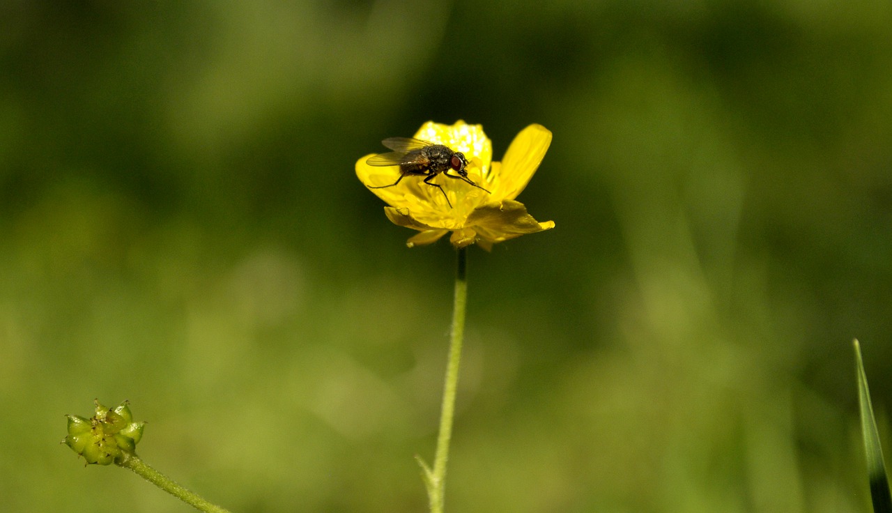 flower  fly  insect free photo