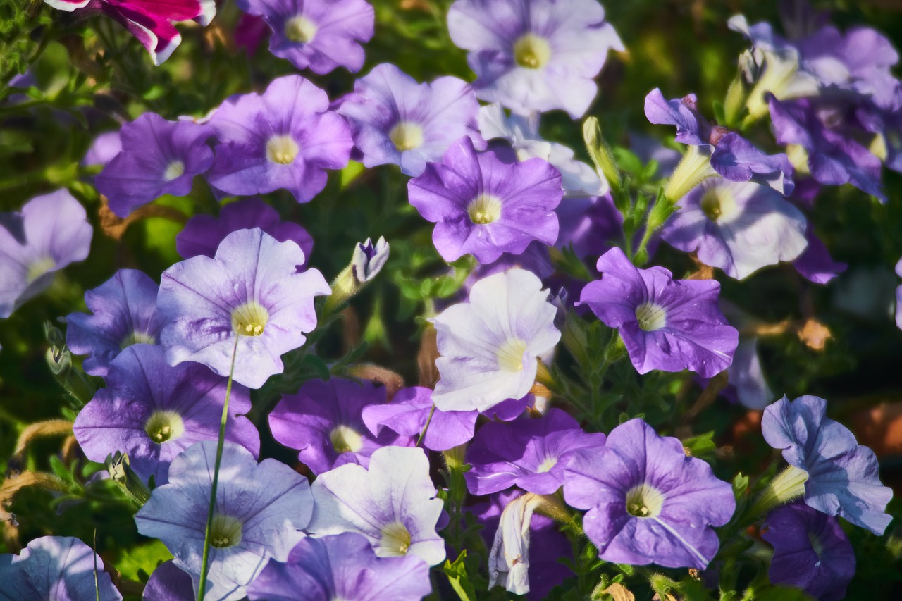 flower  purple  nature free photo