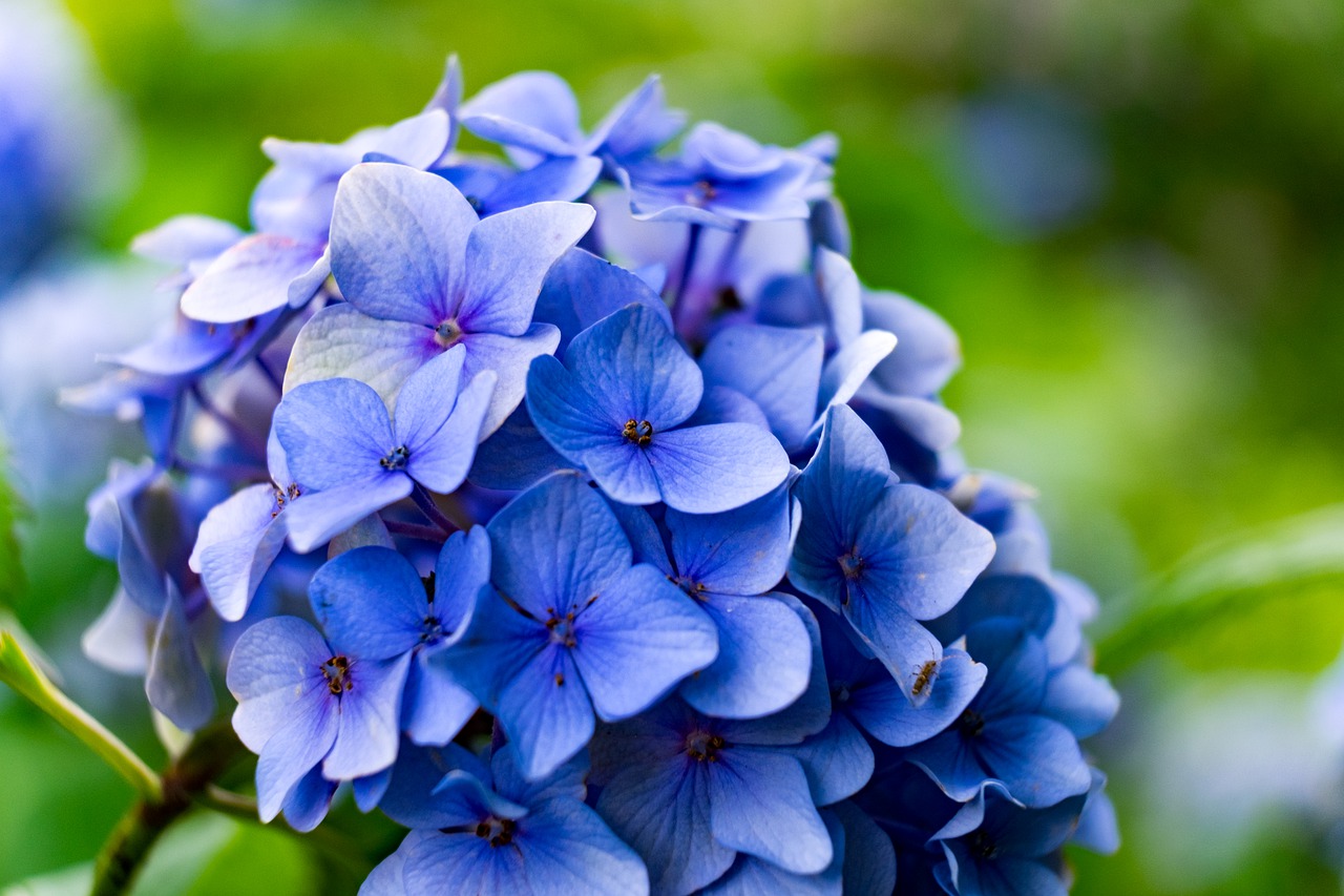 flower  hydrangea  blue free photo