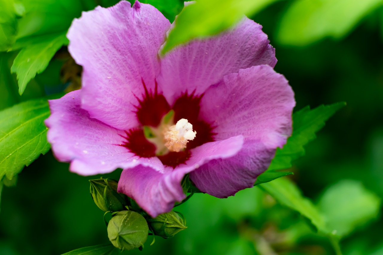 flower  hibiscus  garden free photo