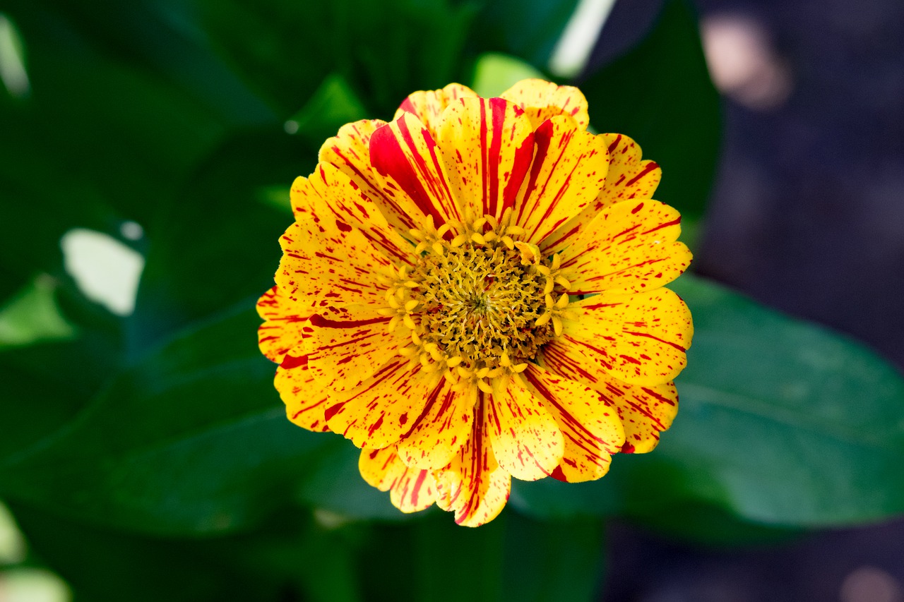 flower  zinnia  garden free photo