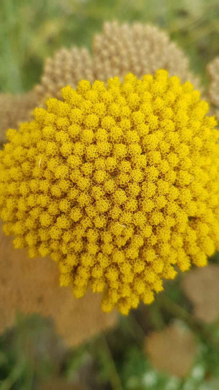 flower  umbel  yellow free photo