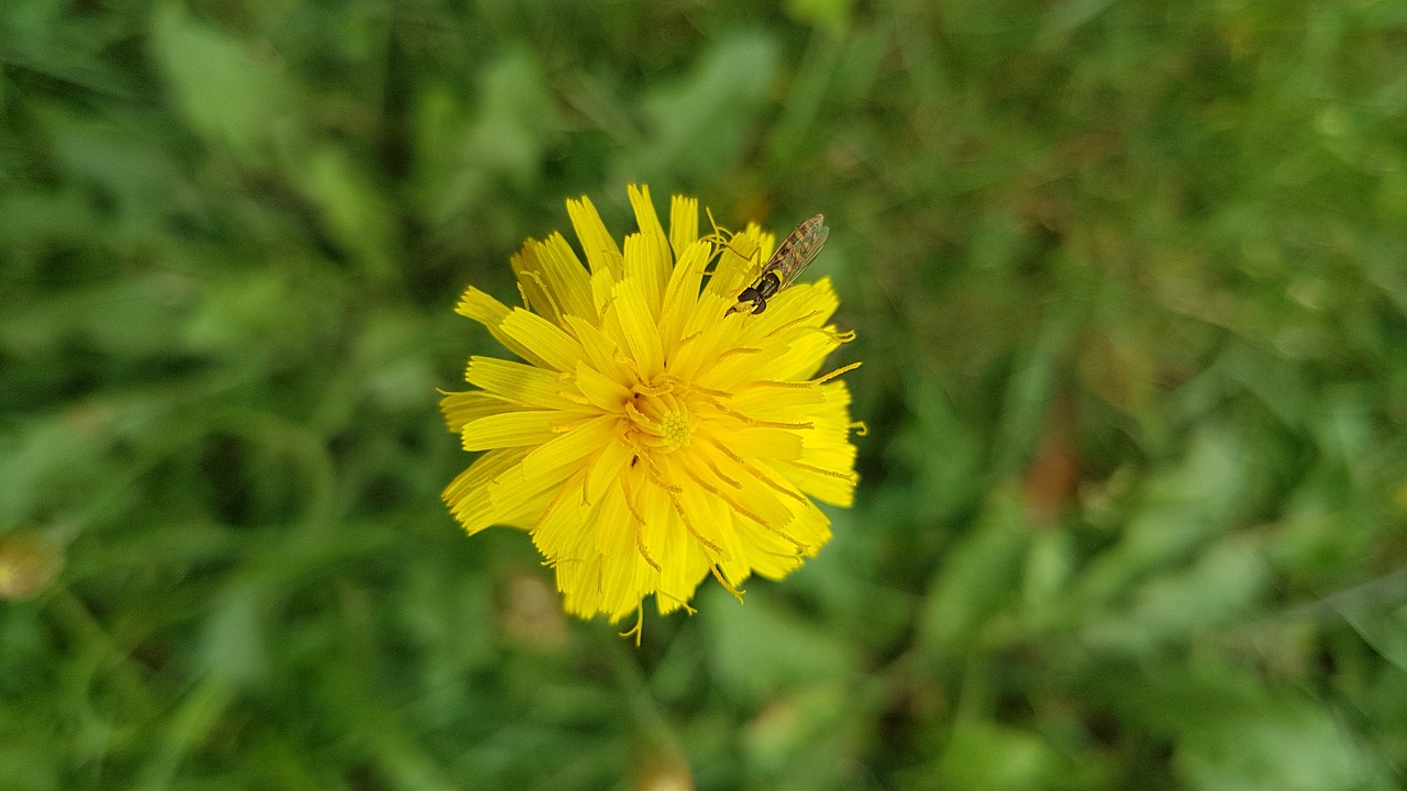 flower  yellow  nature free photo