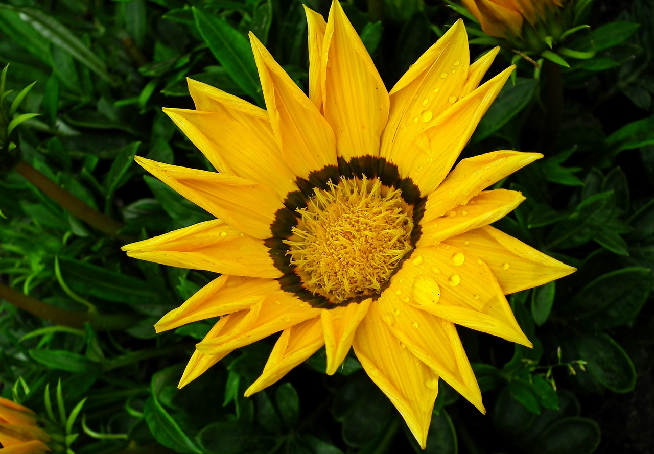 flower  yellow  summer free photo