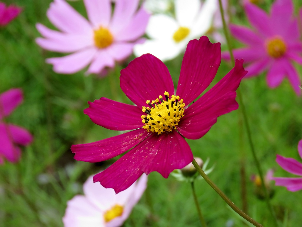 flower  cosmos  summer free photo