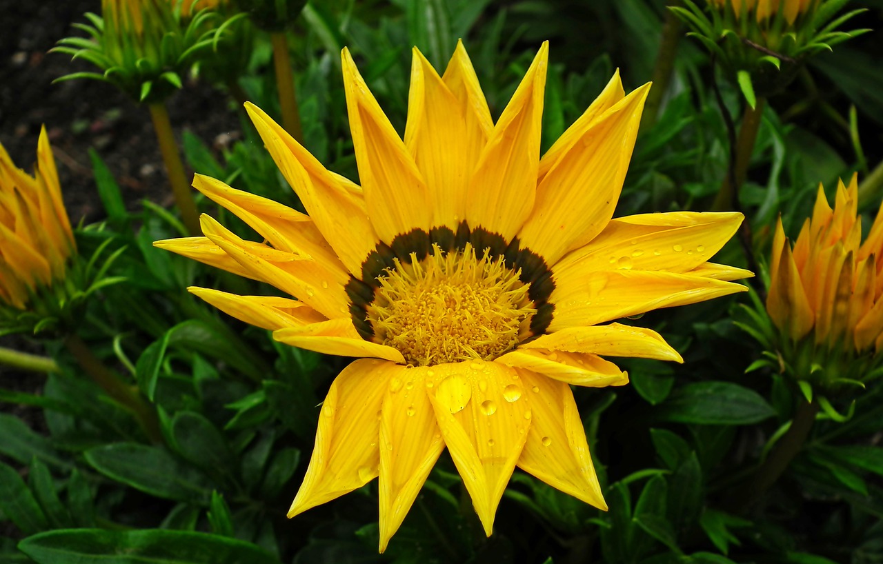 flower  yellow  summer free photo