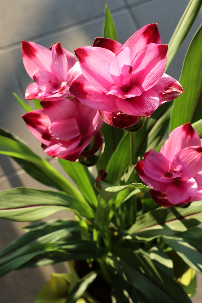 flower  plant  the petals free photo