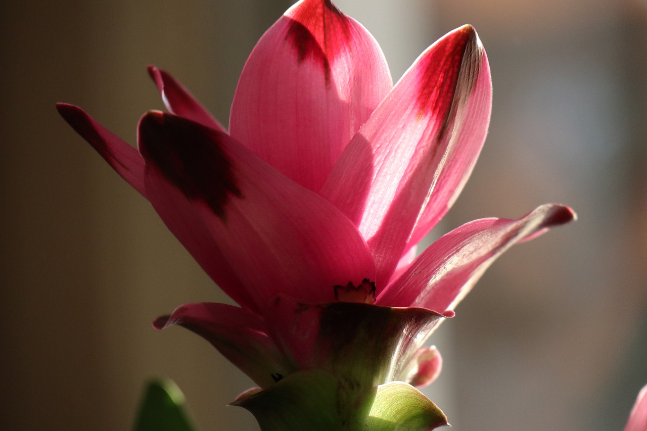flower  turmeric  pink free photo