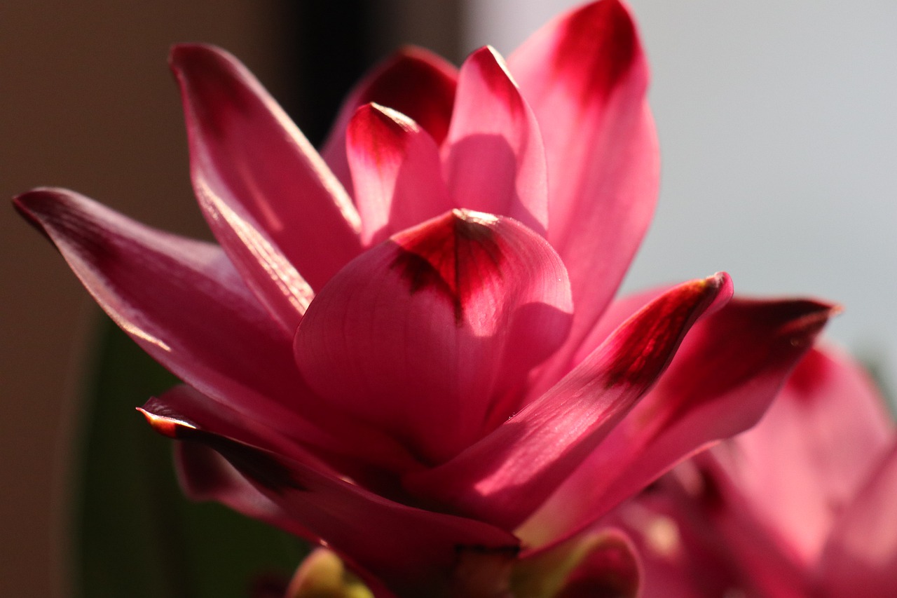 flower  pink  turmeric free photo
