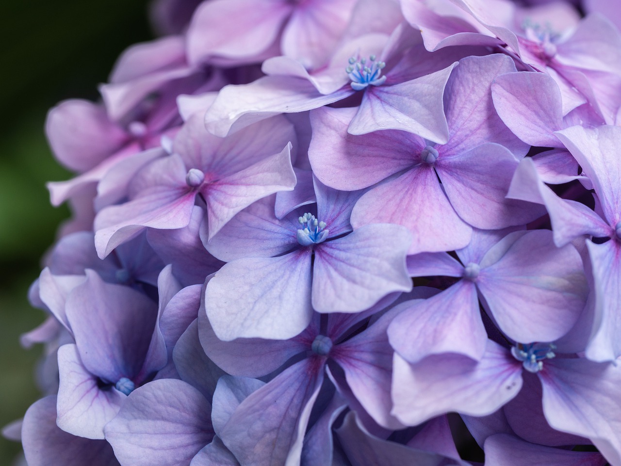 flower  flowers  hydrangea free photo