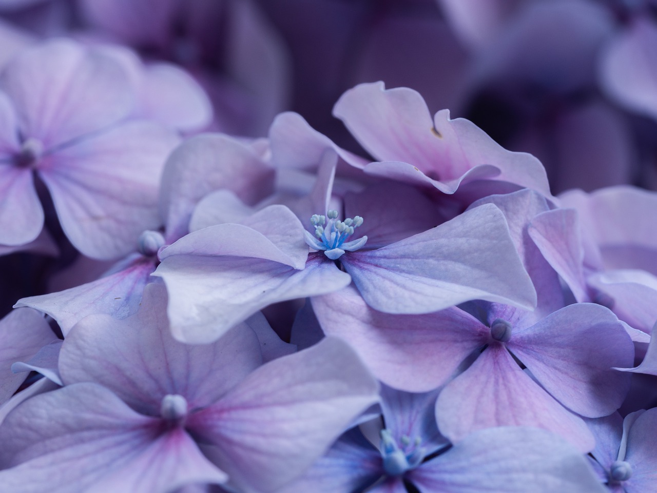 flower  hydrangea  petals free photo