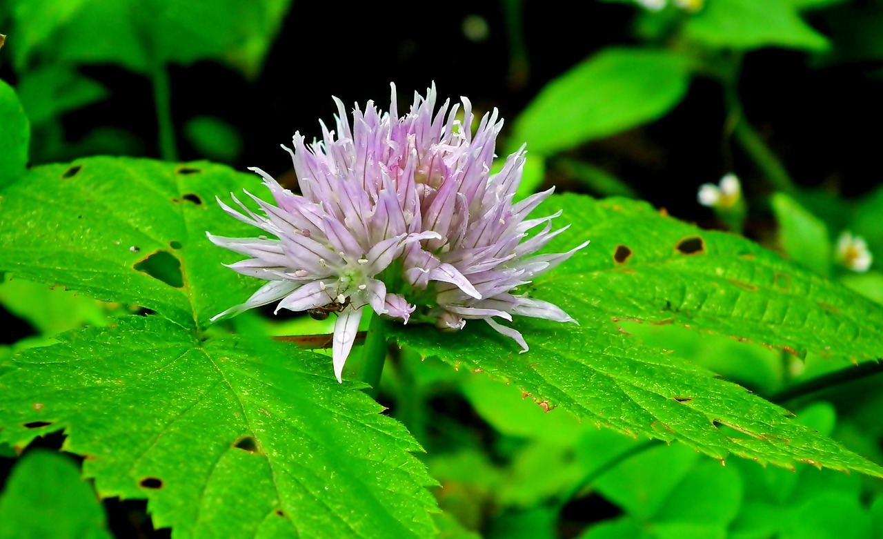 flower  grasshopper  modest free photo