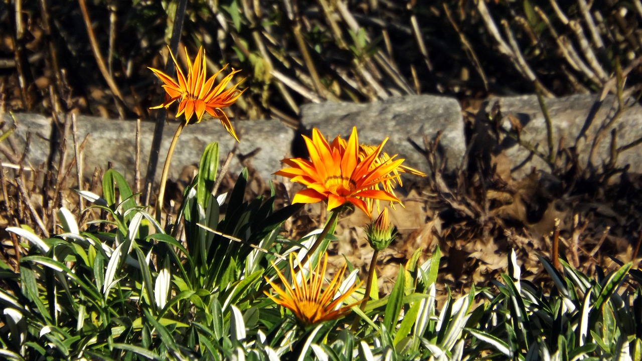 flower flowers spring free photo