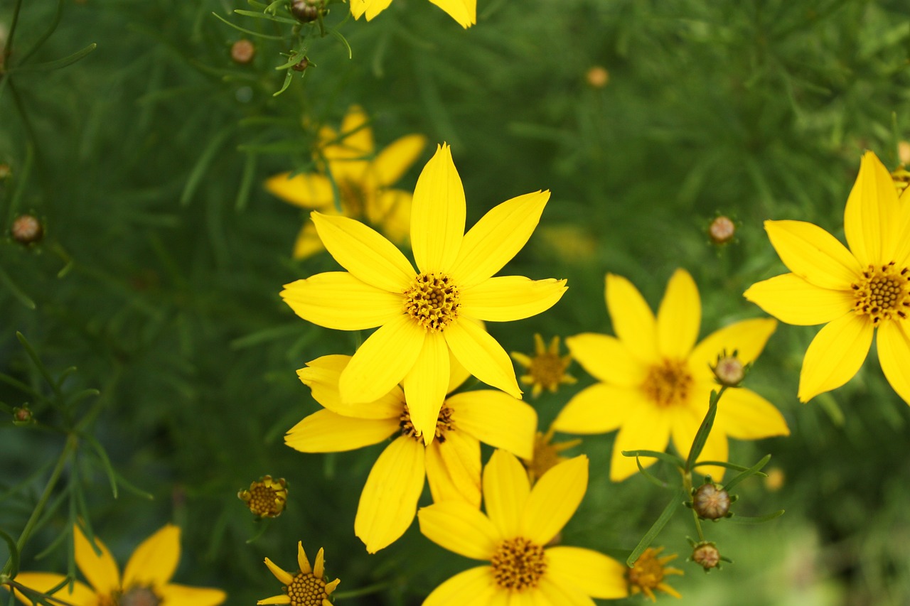 flower yellow flowers free photo