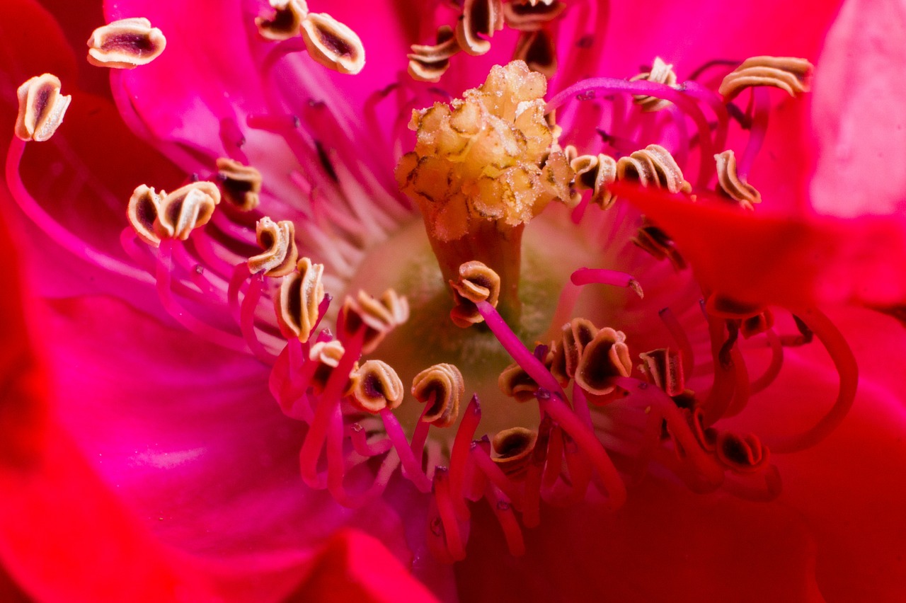 flower macro pink free photo