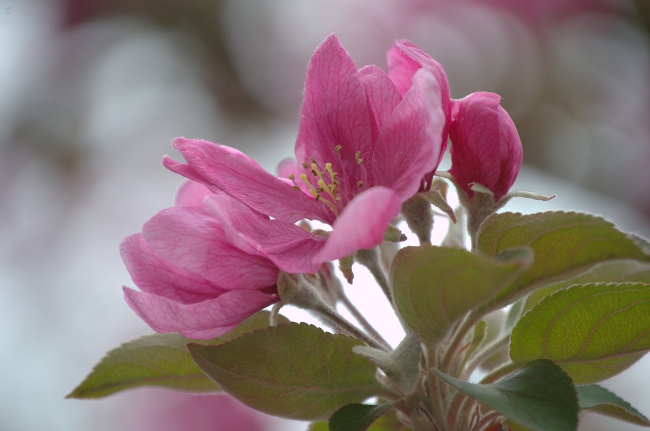 flower pink apple free photo