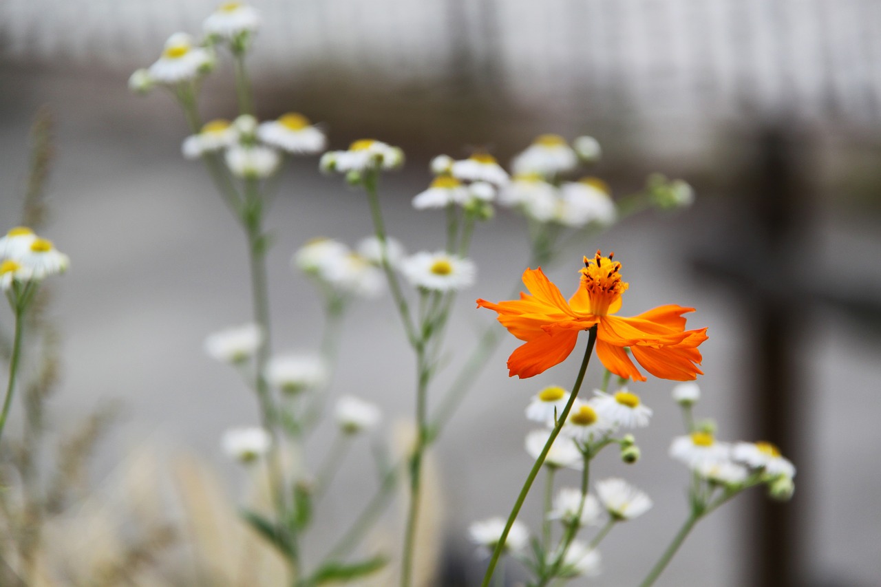 flower orange white free photo