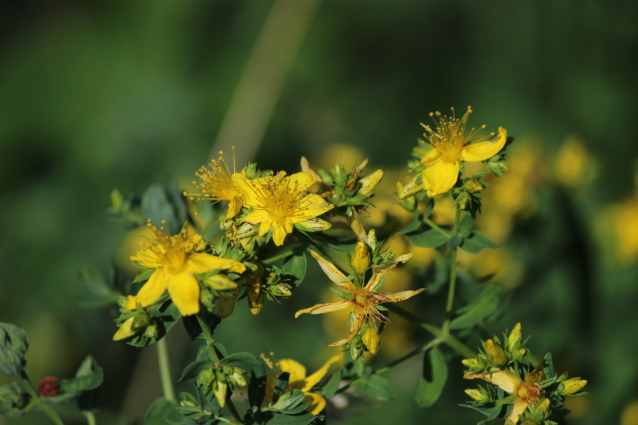 flower macro plant free photo